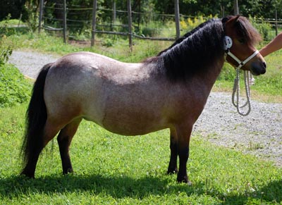 SP - Nottebäck 2009