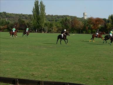 800px-Polo.JPG