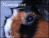Nosrosetter på Aby