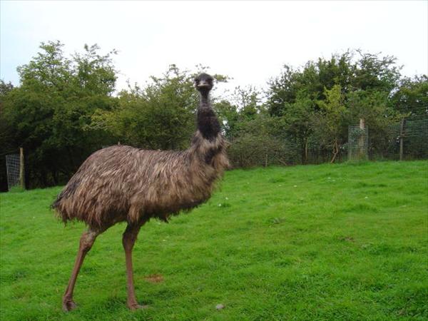 emu.jpg