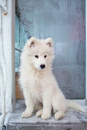 Samojed5.jpg