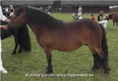 TIll Salu - Hippotekets Esska
