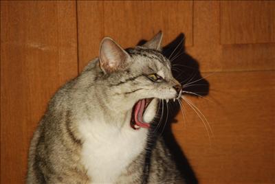 Bidrag 6 Katten Oscar i vårsolen