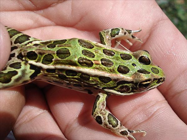 Ung leopardgroda, med tydliga, ljusa ryggveck A N