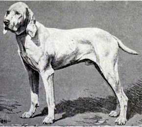 Braque de l'ariège