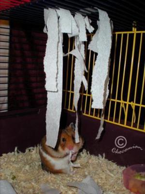 Aktivera din hamster