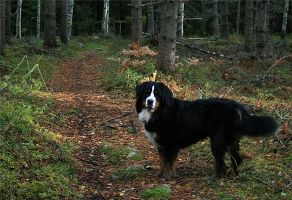 Berner sennen Aramis. Foto: Vargnatt