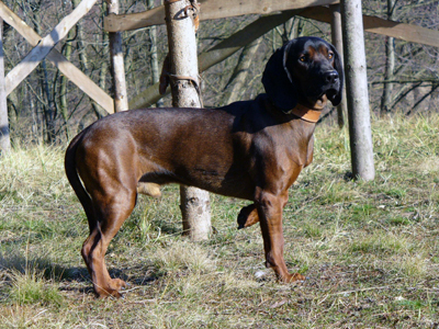 Bayersk viltspårhund