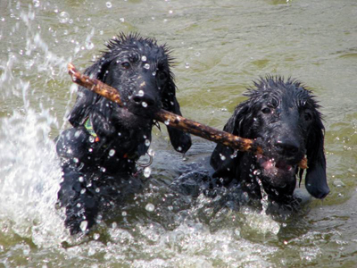 Flatcoated retriever
