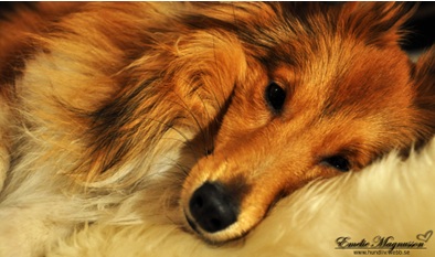 hund3.jpg