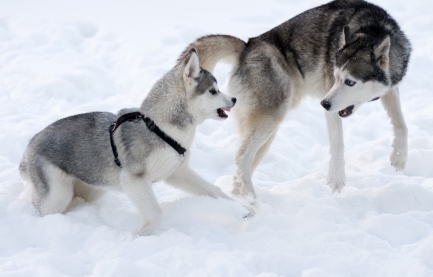 Siberian husky