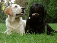 Labrador retriever