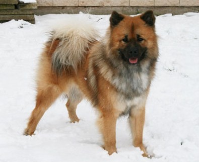 Eurasier2.jpg