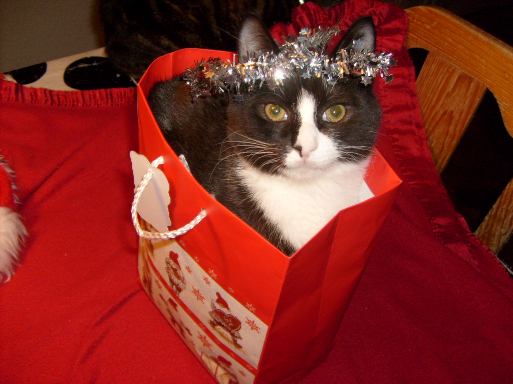 Fototävling; Lussekatt 2010