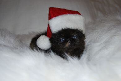 S*Quinoa's BlackTortie Amazing