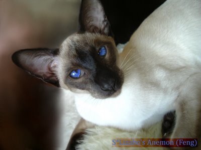 catz%20001.jpg