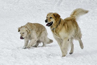 Golden retriever 