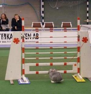 Så här högt hoppade han! Wilmer!