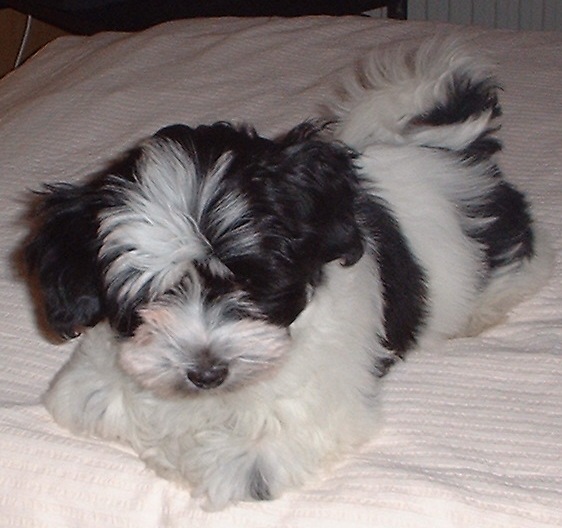 Månadens Bichon - Maj