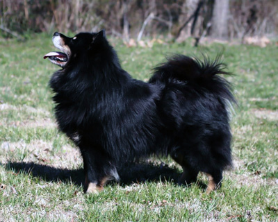 Finsk lapphund