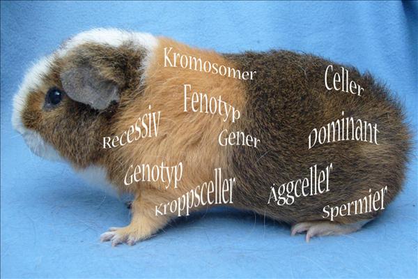 genmarsvin.jpg