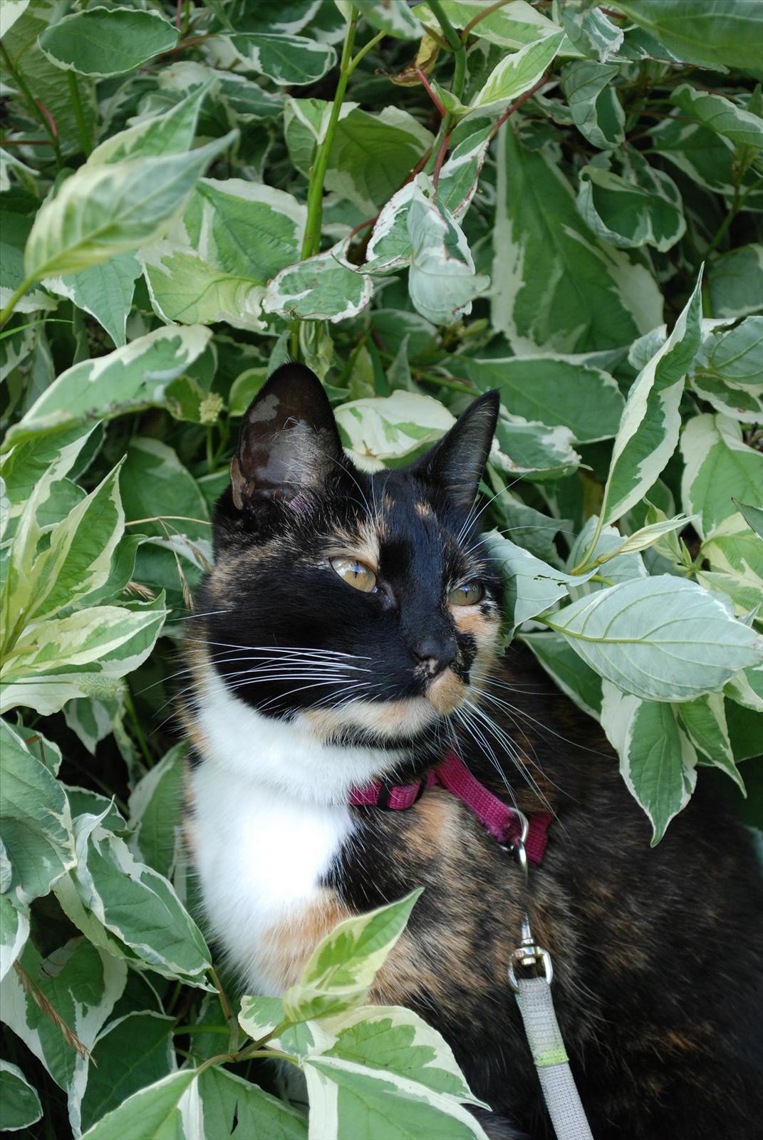 Fototävling - Sommarkatt 2009 