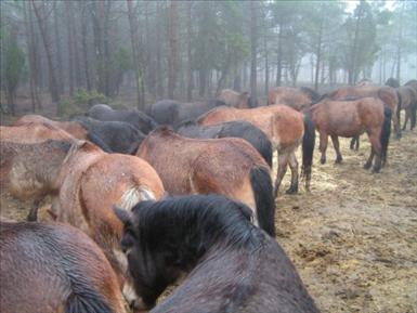 Russen på Lojsta hed i Januaridimma 2009
