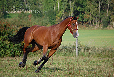 Festis-hagslöpp-dag-4-043.jpg