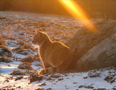 solkatten.jpg