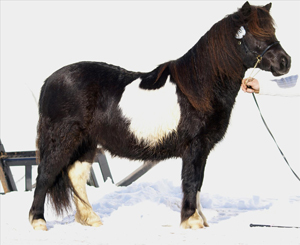 backdalens_amazone_nordmaling09.jpg