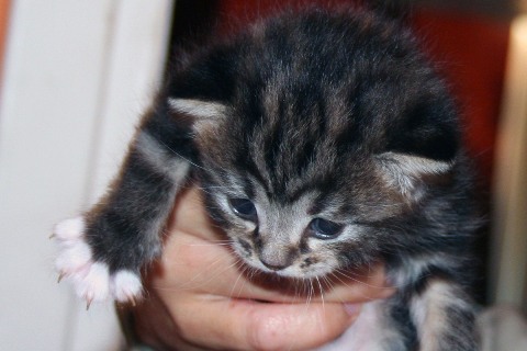 kattung_haenger.jpg