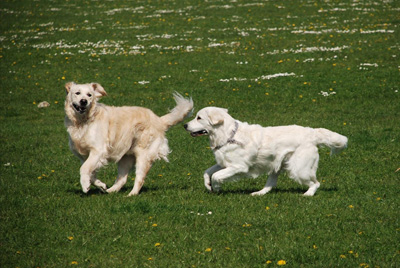 Golden retriever
