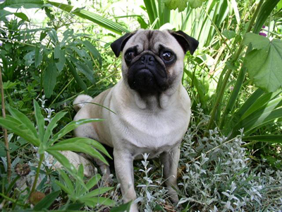 Mops.jpg