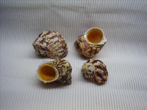 Natural Gold mouth Turbo