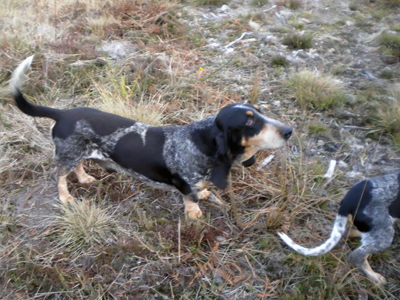 Basset bleu de gascogne
