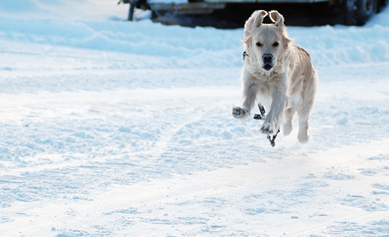 Månadens Hund - Januari