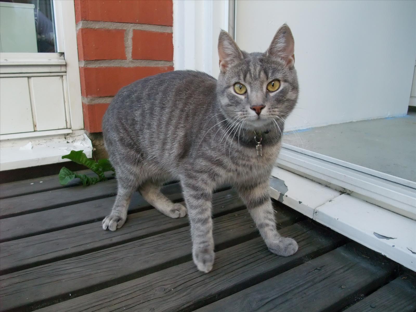 Bortsprungna katter