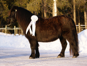 dalsgards_kamomill_nordmaling09.jpg