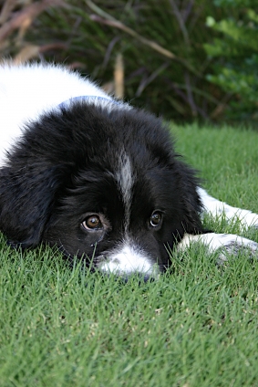 Newfoundland