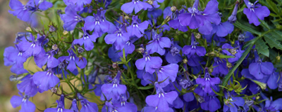lobelia.jpg