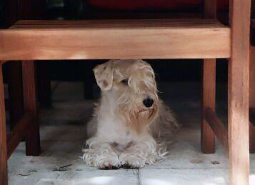 Sealyhamterrier