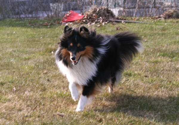Ronja 