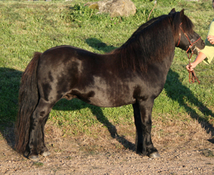 castor_v_bunswaard_vartofta09.jpg