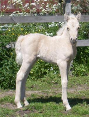 narcissbebis 2009.jpg