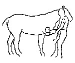 11.gif