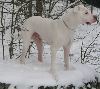 dogoargentino1.jpg