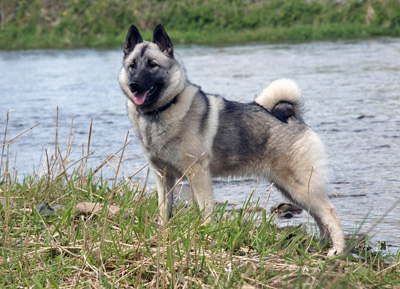 Norsk älghund, grå (gråhund)