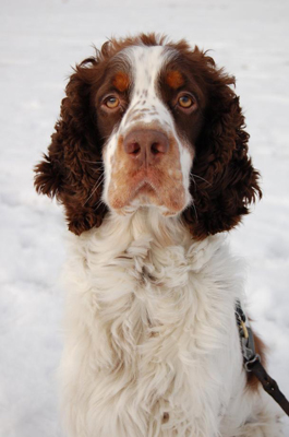 Engelsk springer spaniel 