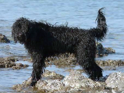 Portugisisk vattenhund