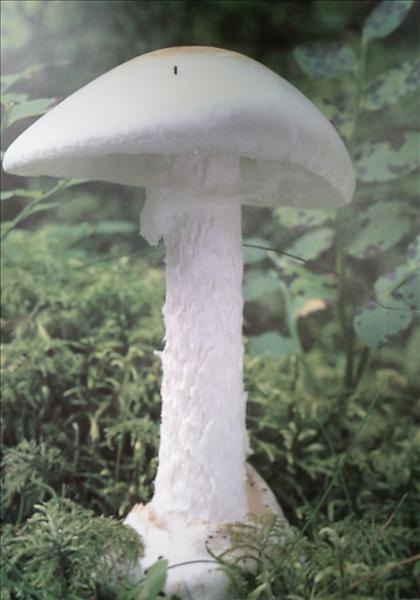 PICT0061.JPG